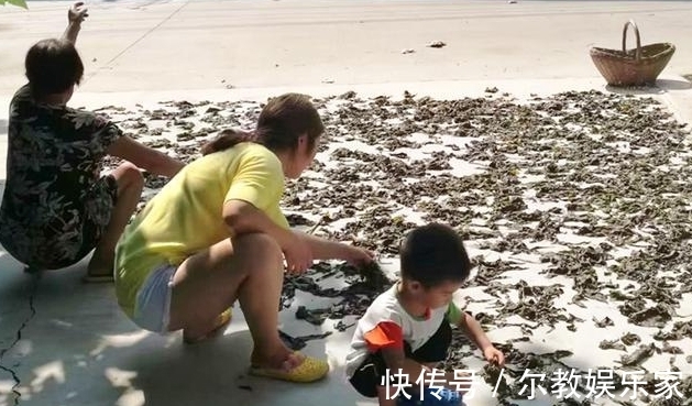 叶子|很多人只吃种子,其实叶子才是宝贝,20元500克却卖不够