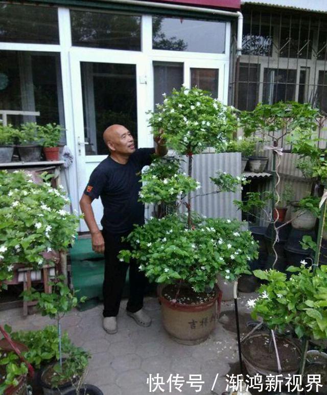 大爷养茉莉花20年,身高2米花满枝头,请教过后才知他是这么养的