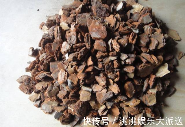 养君子兰,捡回“2种料”,扔盆里,根系旺,开花多,美极了