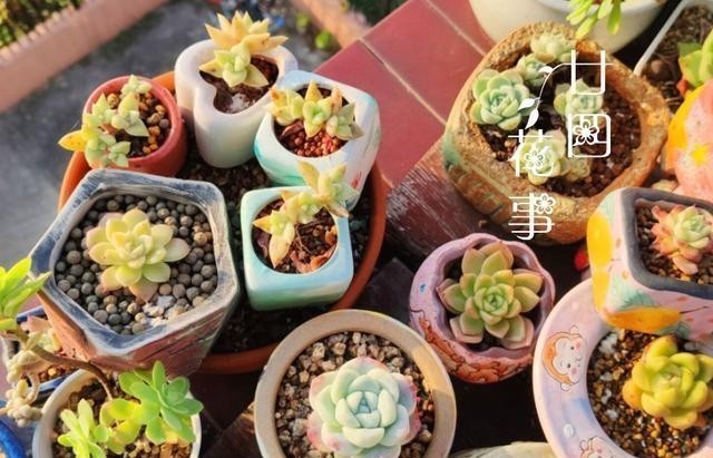 做好|多肉植物不上色,是方法没用对,5个条件做好了,鲜艳肥美状态足