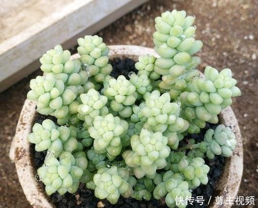 颜色|把玉坠养出老桩不难,养出艳丽颜色就不简单了!