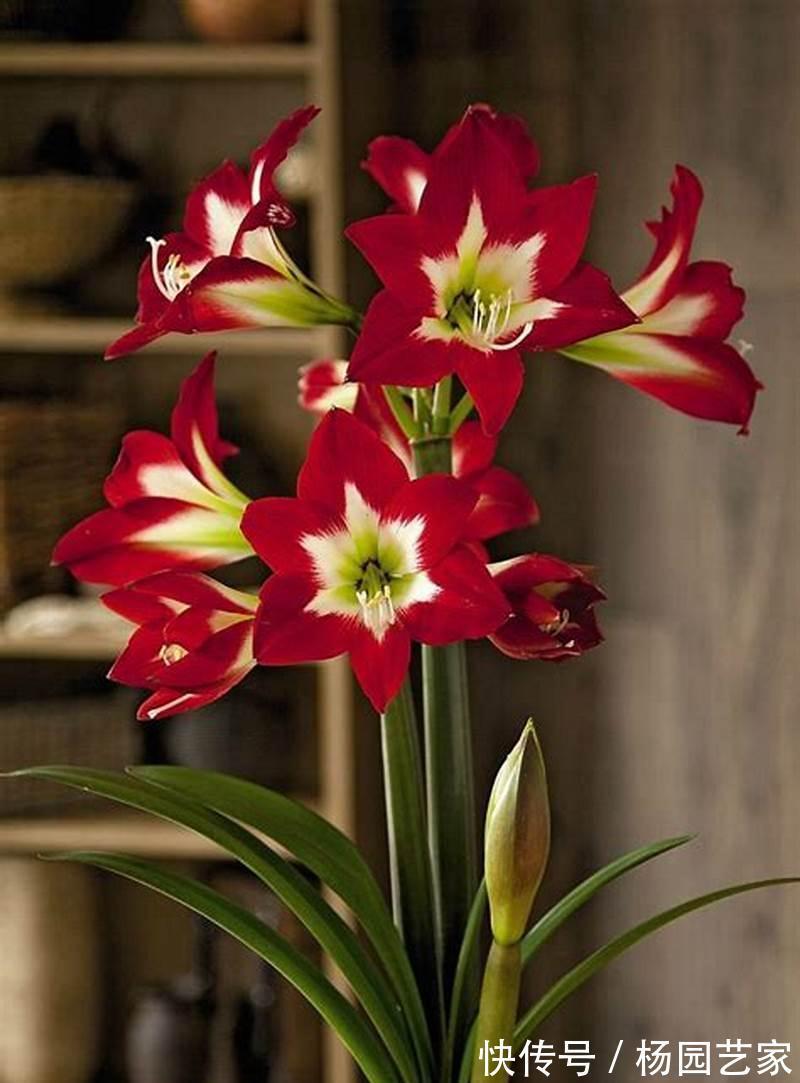 栽种|养花试试这几款，花大色艳，开花量也多，深受广大花友们的喜爱