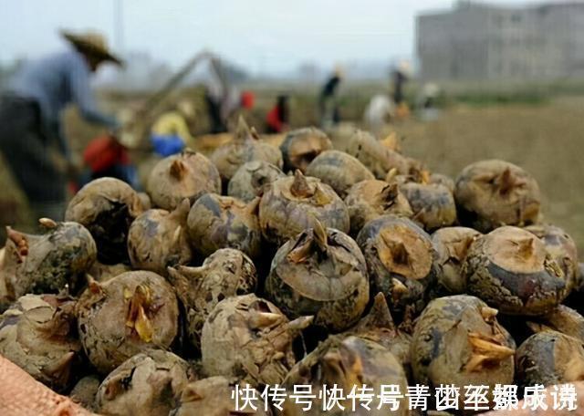 才知道马蹄去皮这么简单!教你一招,30秒1个,干净完整不浪费