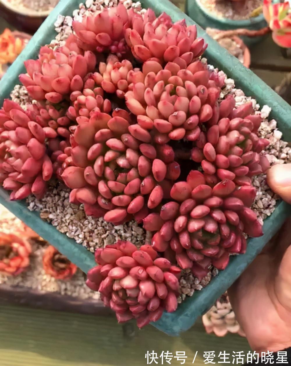 光照|教你4招养多肉红宝石,颜色鲜红靓丽,还能养成群生手捧花