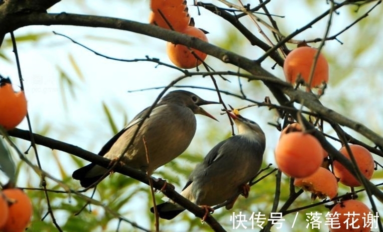 百花香|醉美深秋最美家，柿子霜红满树鸦，古诗中的柿子胜过春酒百花