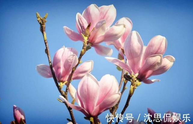 吸臭强性强的4种花，有洁癖一定要养，效果不仅明显还省事！