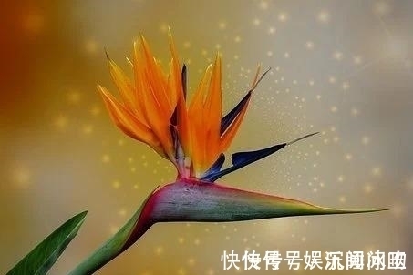 天蝎|下周，旧爱眷恋，旧爱改口，刺痛内心，深情不弃，再度执手