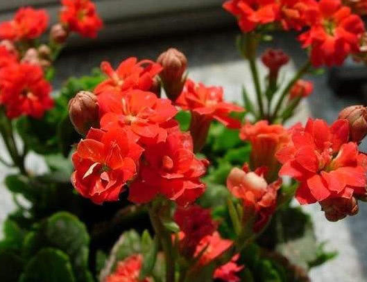 长寿花如何养护花开满枝头教你3个小技巧,长寿花茂盛又艳丽