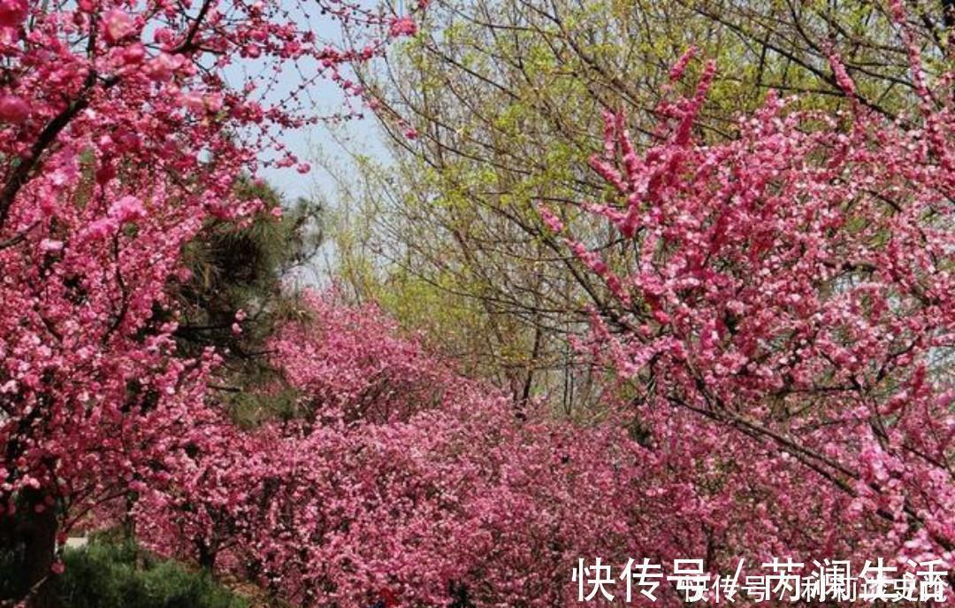 花院&元稹一首很特别的诗,写得生动有趣,读来让人有一种身临其境之感