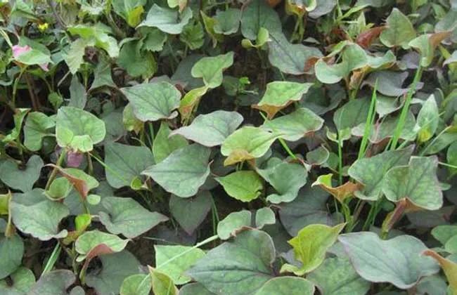 木槿花|老中医盘点8味民间草药,8种顶级妙用,治自汗、盗汗有奇效!