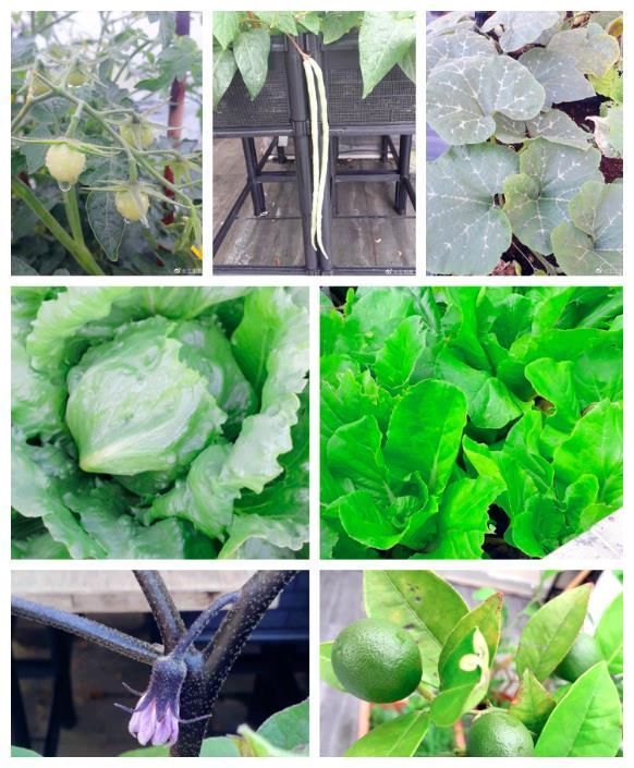 王祖蓝晒自家有机菜园,引10万网友点赞,网友:这就是向往的生活