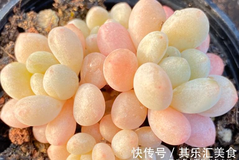 多肉新品种草——泡泡糖和达芙妮,颜色粉嫩通透,确实好迷人