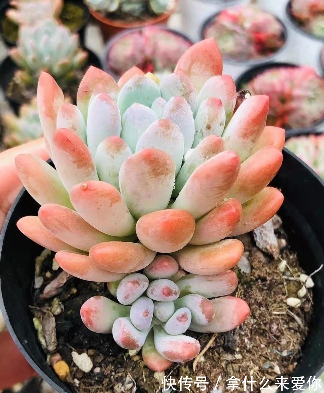 多肉僵苗是什么原因?该如何救治呢?小帅来支招