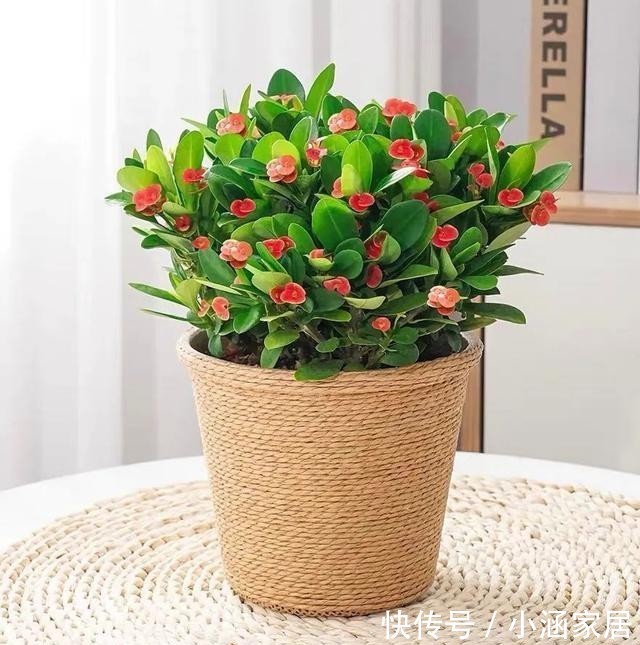 家里|家里养盆虎刺梅,一年四季都能开花,漂亮又好养,新手也能尝试!