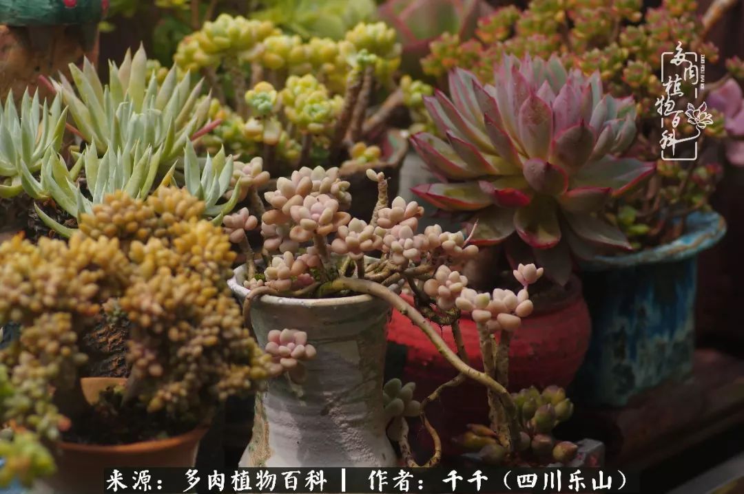 夏天日晒雨淋,秋老虎来势汹汹,你的多肉准备好逆袭了吗