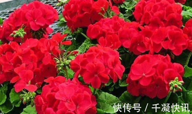 花朵|4种“劳模花”,花期365天全年不休,养在室内一整年都有花赏