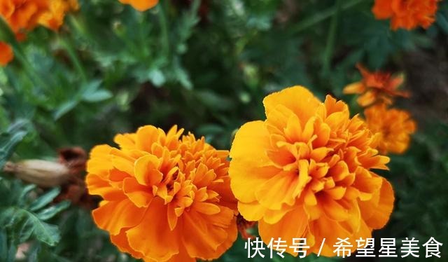 圣女果|若有一个小院，要把菜当花养，把花种成菜！