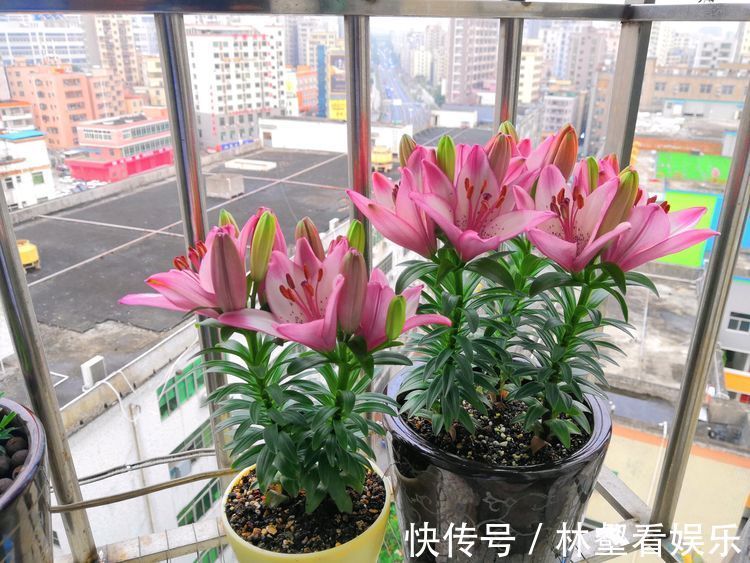 喜欢牡丹 ，不如养“玫瑰精品”土星王阳台，丰腴婀娜，姿容高雅