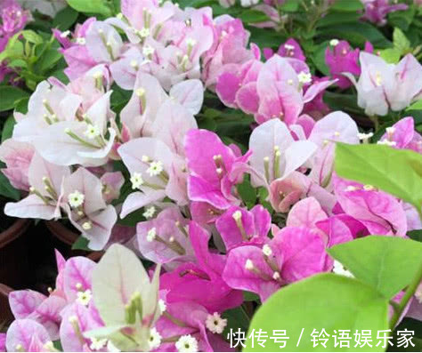 三角梅|家里就养这“3种花”，好看好养又便宜，开起花来拦都拦不住，美