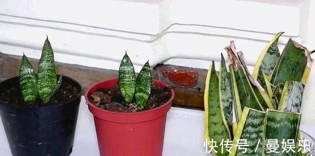 养虎尾兰,有一个“重点”,轻轻松松养爆盆,侧芽多,养10几年