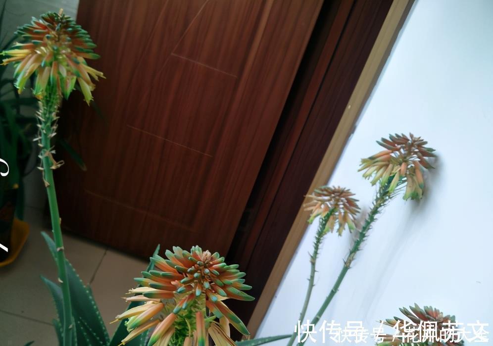 这些“娇气花”,冻坏也别扔,剪一刀,救一命