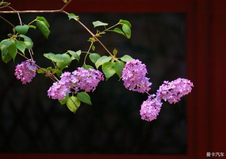 丁香花开，芬芳自来