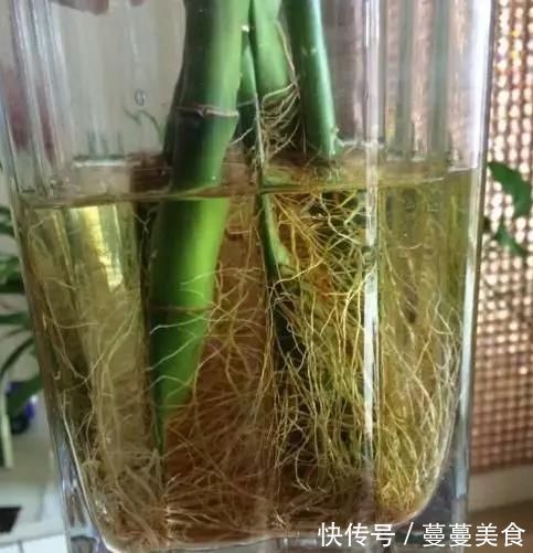 过期小药片不要丢，尤其是这3种，用来养花，生根快开花多