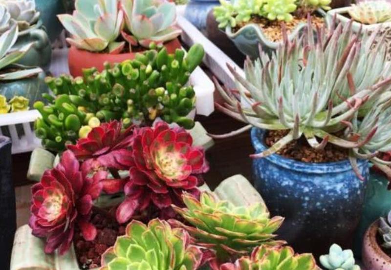 8、9月份养多肉,4个要点要谨记,“秋老虎”来了也不怕