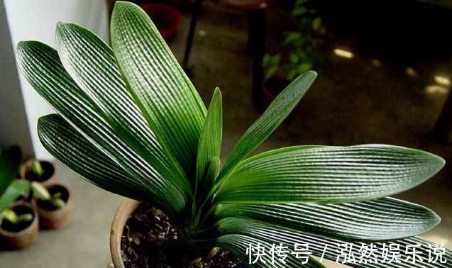 竹签|养护君子兰，学会“3个”浇水“小窍门”，满盆长满“大白根”