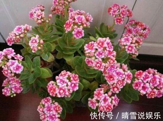 这9种花,特别适合新手养,越不浇水越爆盆,总有一款适合你!