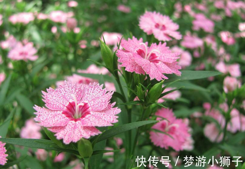 阳台上|六种简单的花,阳台不需要养太多花,室内就可以花香不断