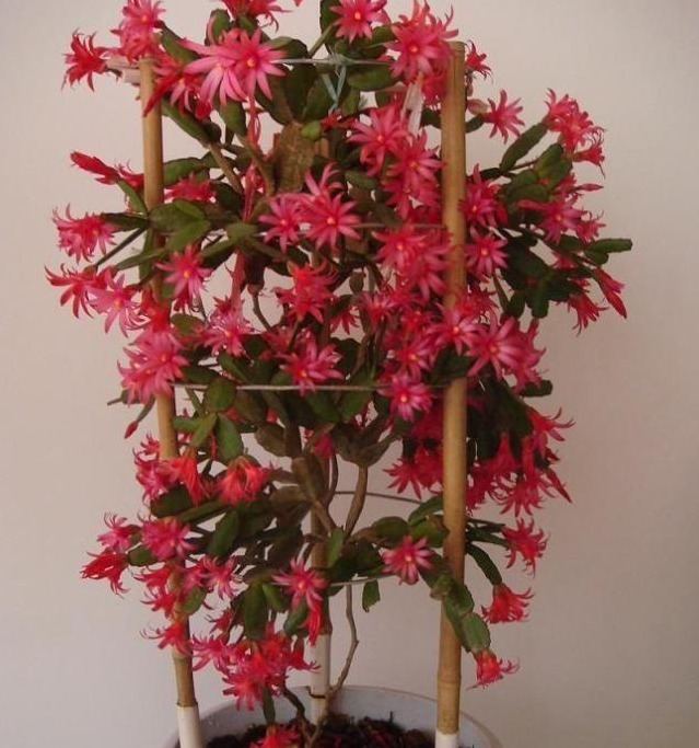 花农教教你，怎么让蟹爪兰安全度过夏天，萌新涨姿势了