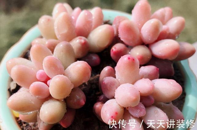 夏天|夏天养多肉桃蛋,注意这4个小细节,不化水不烂根,叶子粉嘟嘟