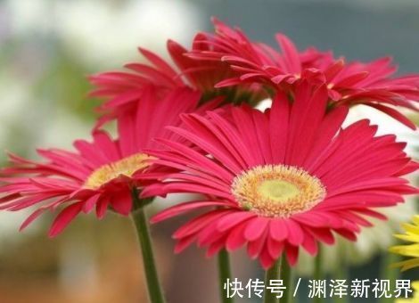 花型|喜欢月季，就选“优良名品”戴尔巴德，花型丰满，丰腴婀娜！！
