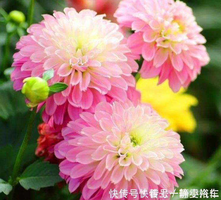  “4种花”是懒人的最爱，花香飘满屋，开花繁盛，很喜庆