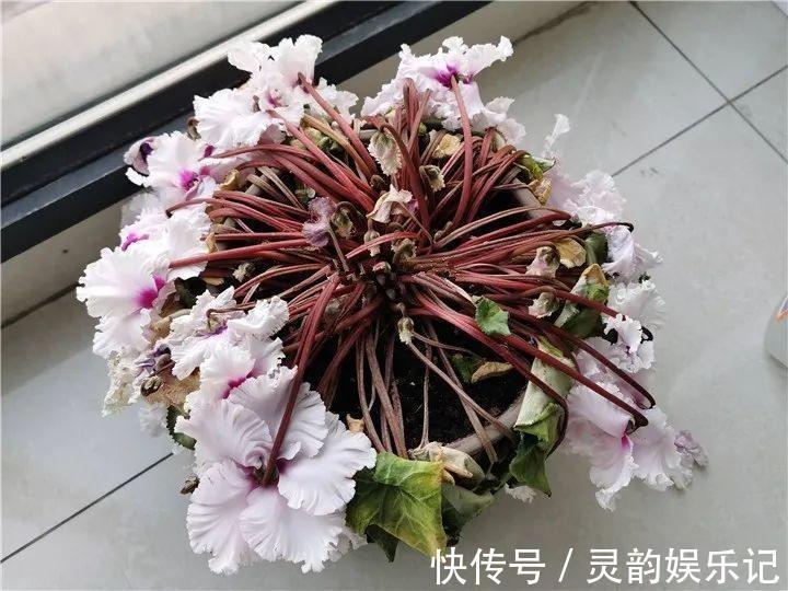 6种花一天不浇水,叶子就耷拉,缺水3天就死翘!