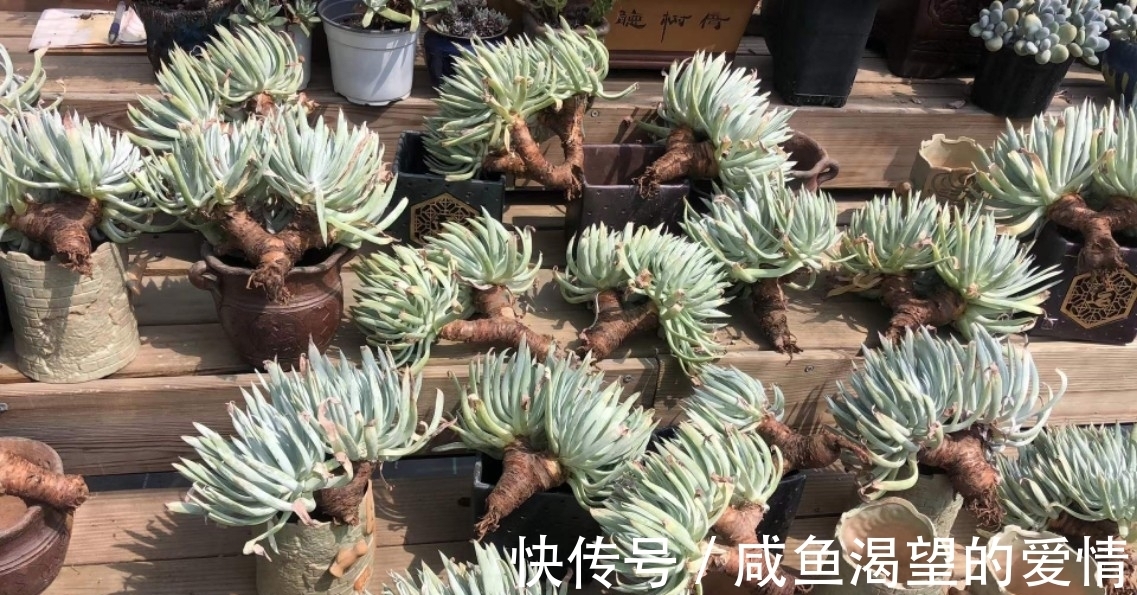 养多肉都喜欢大老桩?这10个品种全是“大粗腿”,越养越好看!