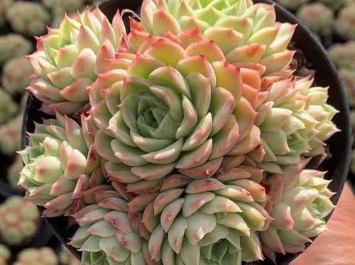 能养出果冻色更好，没状态也不丑的多肉酸橙辣椒，颜色清脆很清新