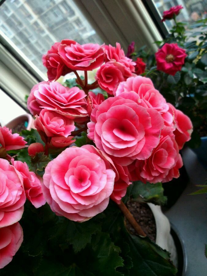 非常漂亮的草本花卉,全年开花不停,被誉为玫瑰海棠