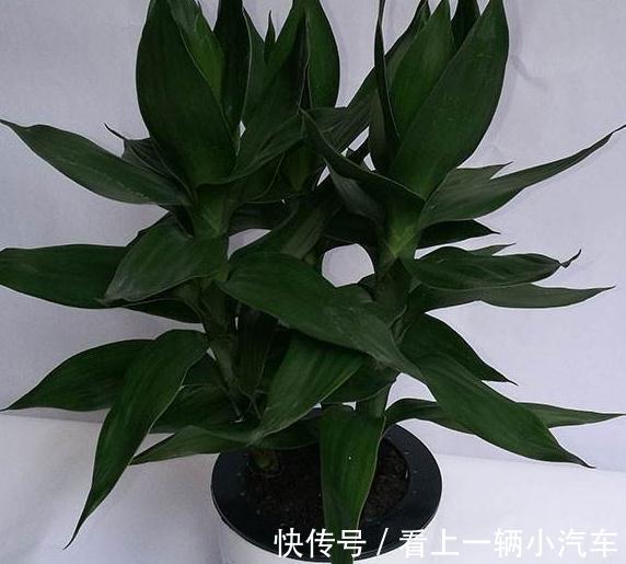 客厅养上3种花，大气上档次，空气清新，观赏性高，试试吧