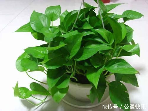 油绿|3种花就是醋坛子,浇水加几滴,叶子油绿发亮