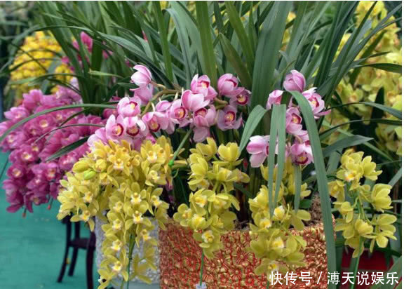 四季|家里就养这“4种花”，漂亮好养又便宜，四季开花不断，满屋飘香