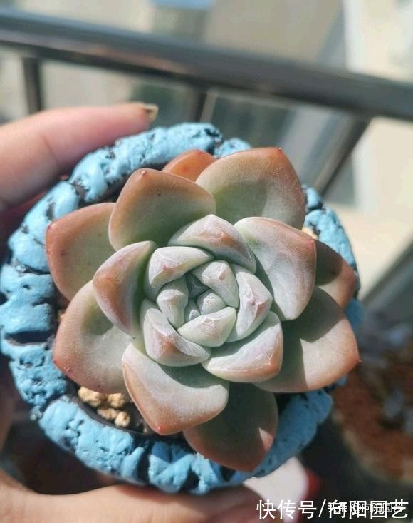 养多肉，露养用大盆，室内养用小盆，针对环境搭配花盆，不烂根