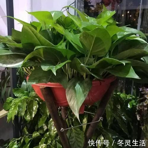 回顾2020年家庭花卉“8巨头”:第1种年年火,第4种人人爱