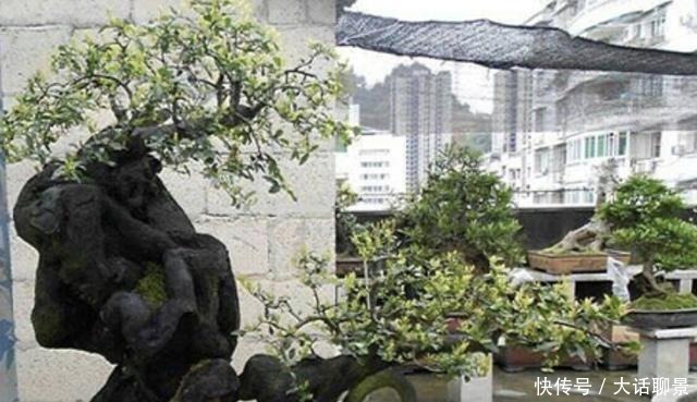 盆景|王小姐爱养花,去山上挖了“废木头”,种花盆上,变成“金弹子”