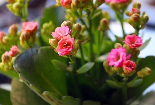 家里的花别乱送人,尤其这“3种”,养得好,“旺财”又“养人”