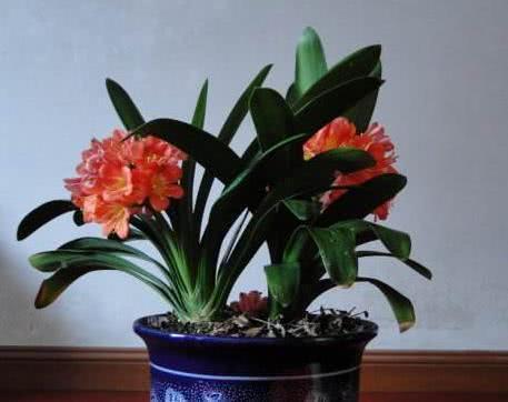 光照|鸡蛋、果皮都不如这种“废渣”,盆里丢一点,君子兰开花三四朵!