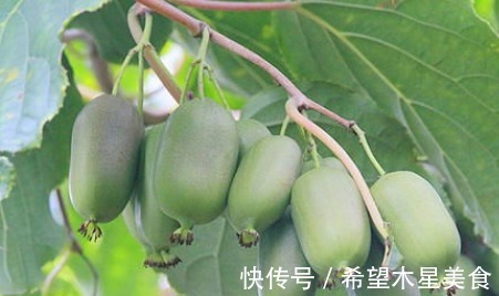 光氨基酸|生长于野外的“它”营养较高,希望你不要错过了,市场潜力不错!