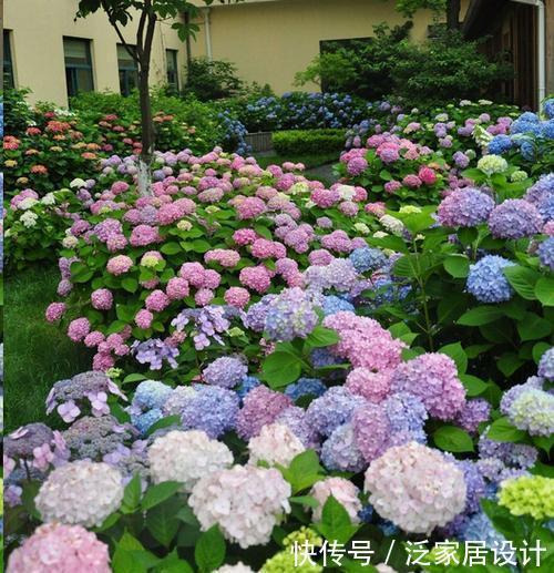 球兰|夏天天热养这3种花,摆在阴凉处就能开花,皮实好养适合新手