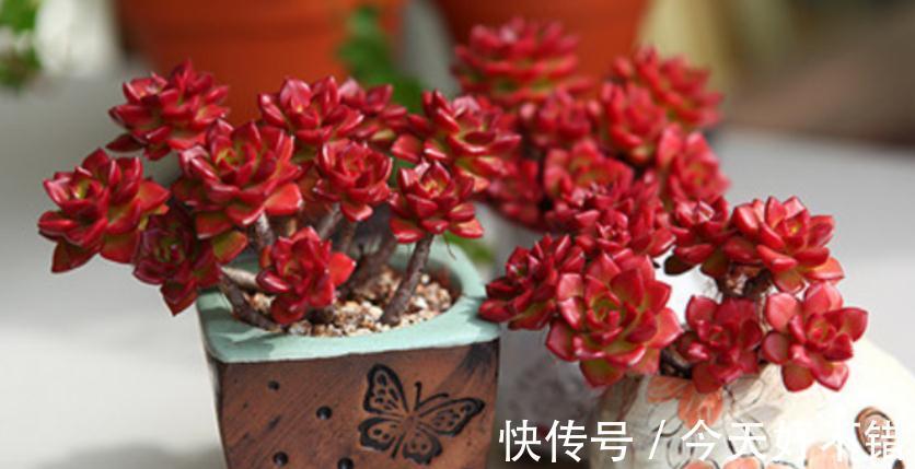 为什么建议大家居家盆栽蒂亚?全因这款多肉有3大亮点